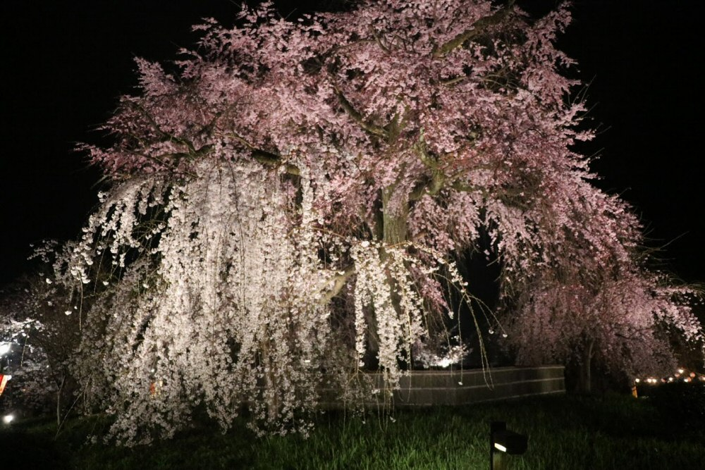Sakura millenario a Kyoto